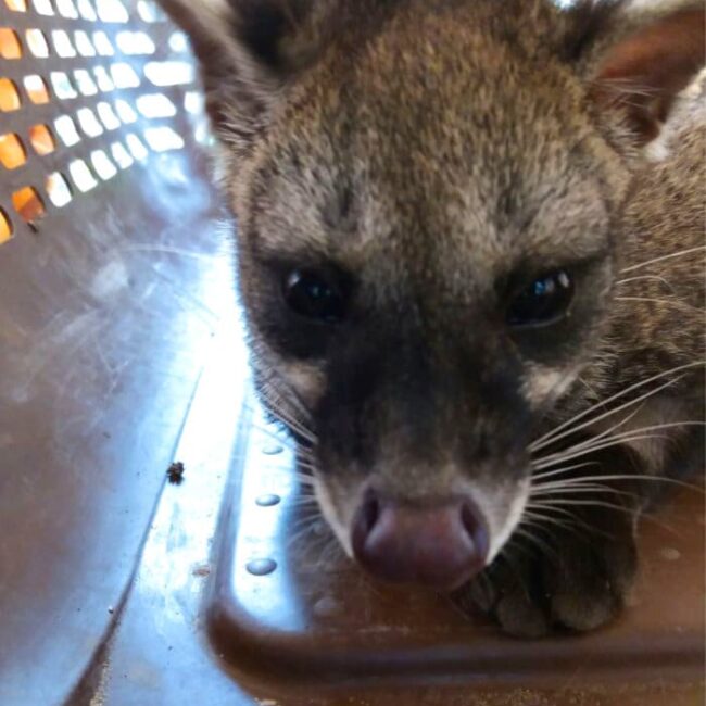 Civet