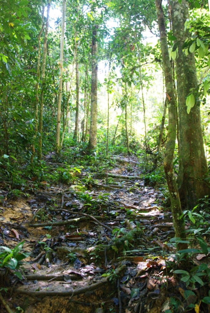 Regenwald Borneo