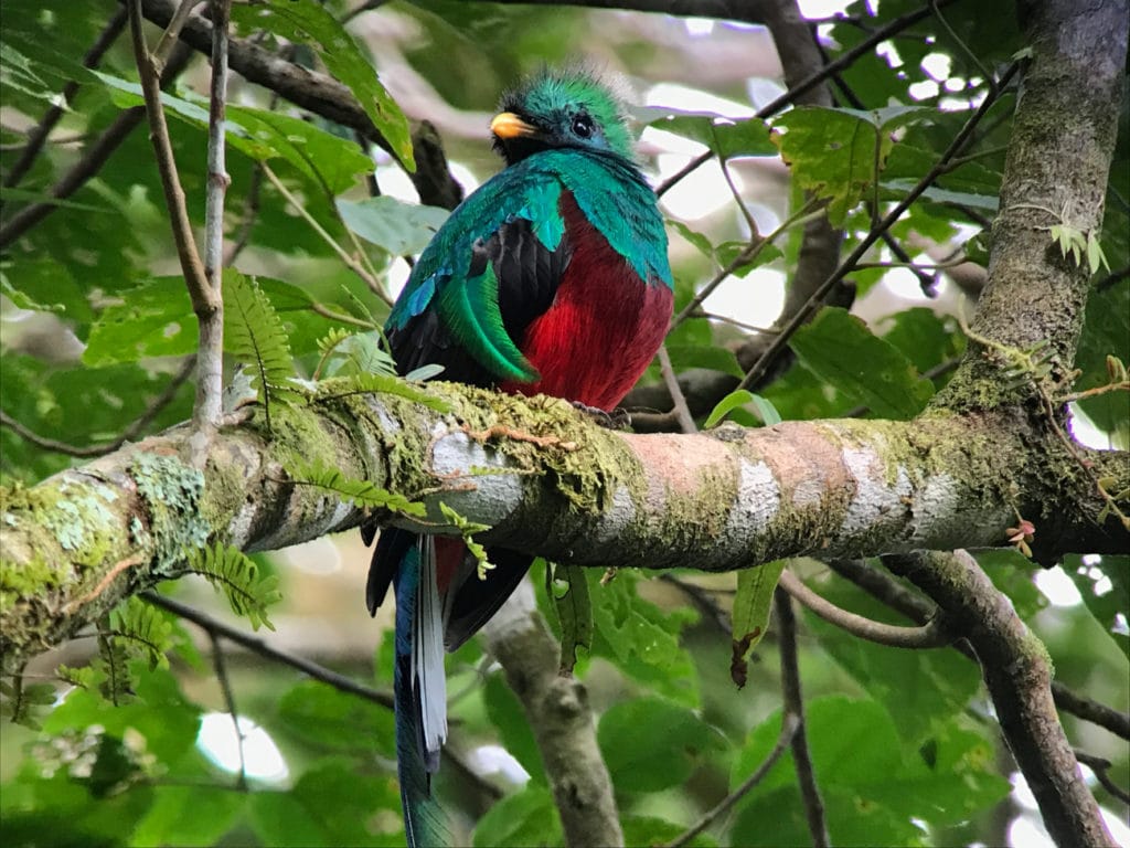 Foto Quetzal