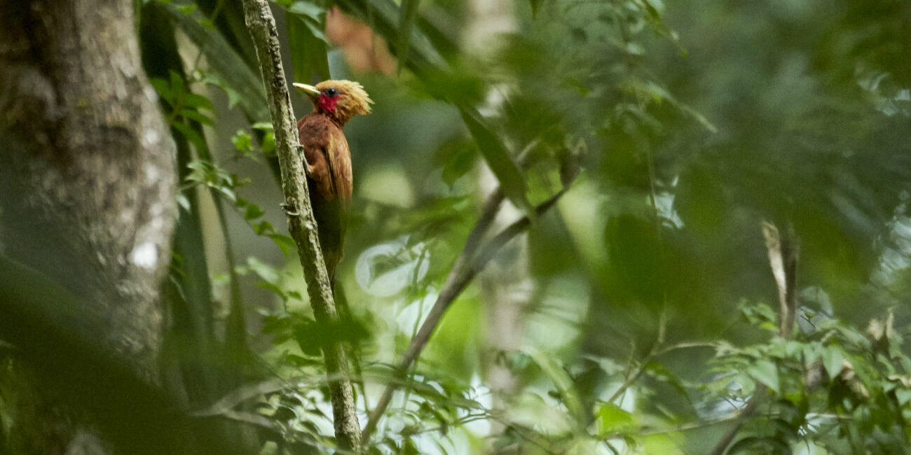 Foto Vogel