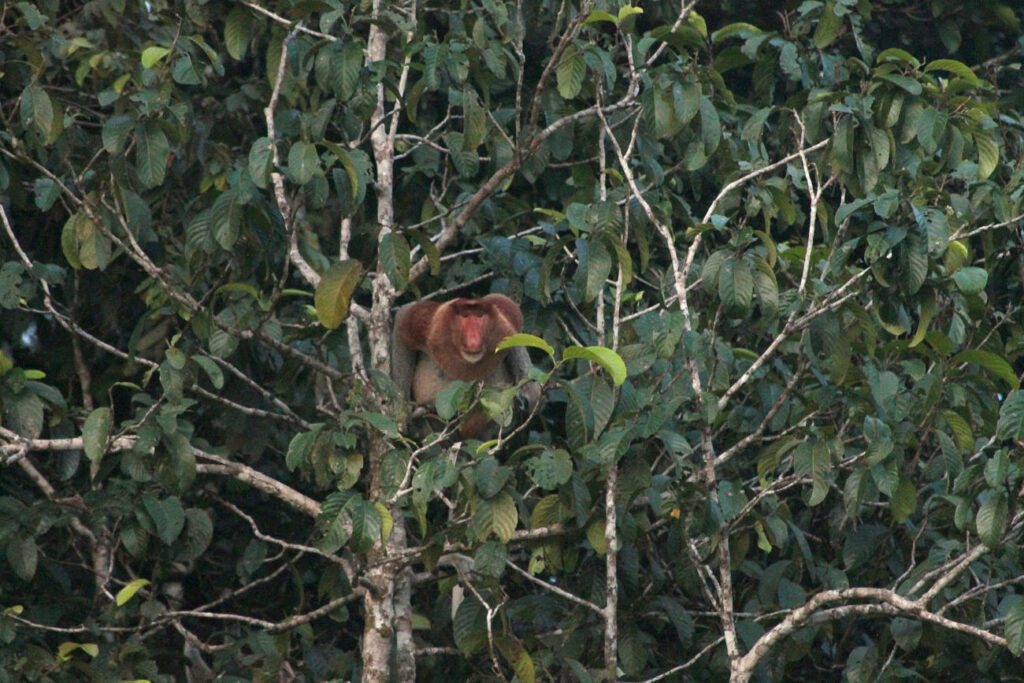 Nasenaffe Borneo