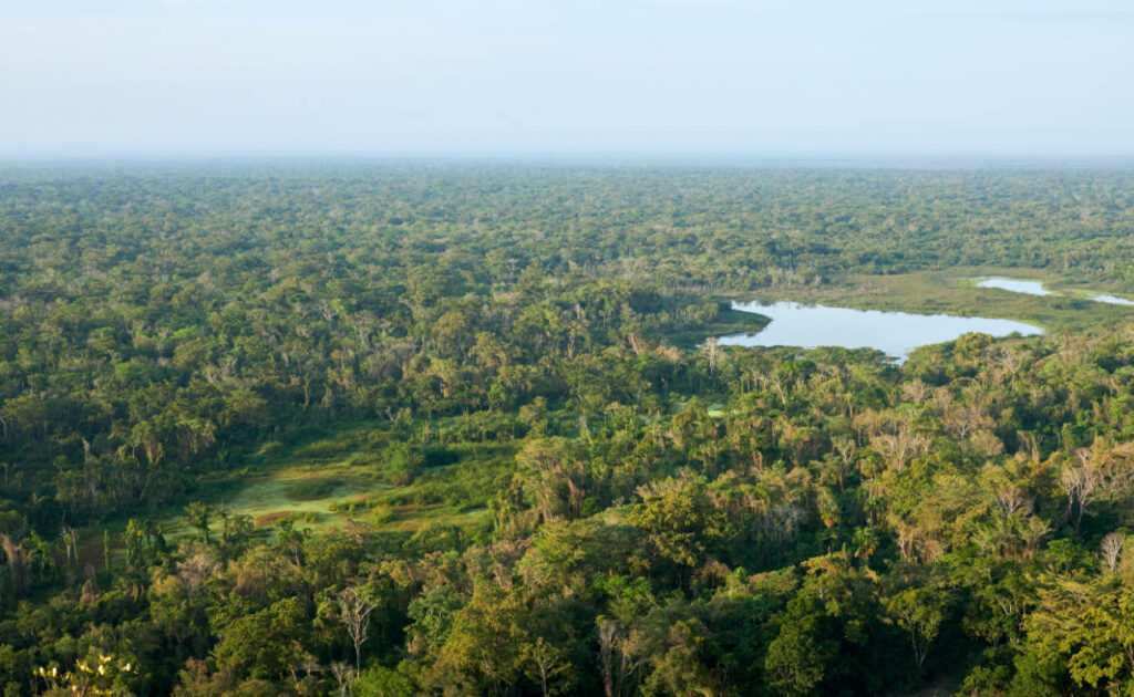 Regenwald Borneo