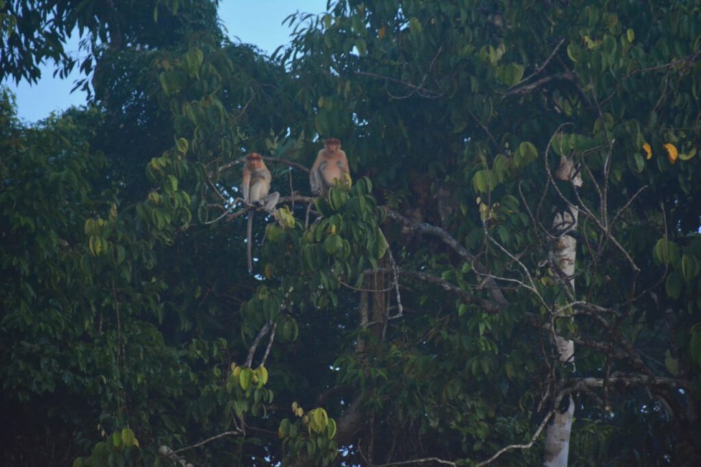 Nasenaffen Borneo