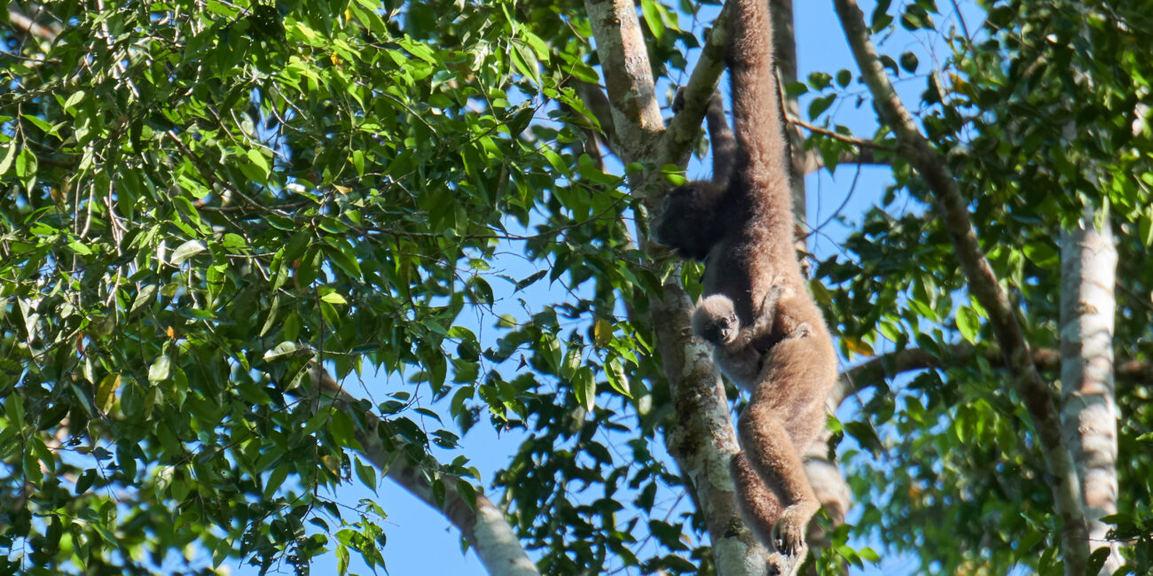 Gibbon Mutter mit Kind