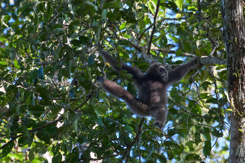 Foto Borneo-Gibbon