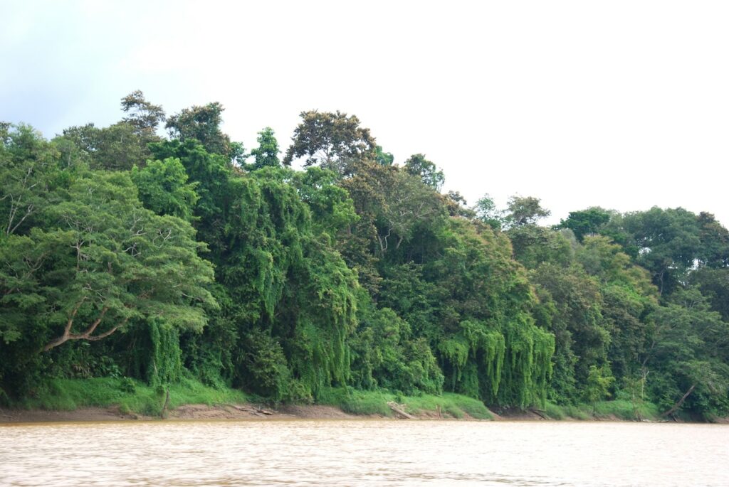 Regenwald Borneo