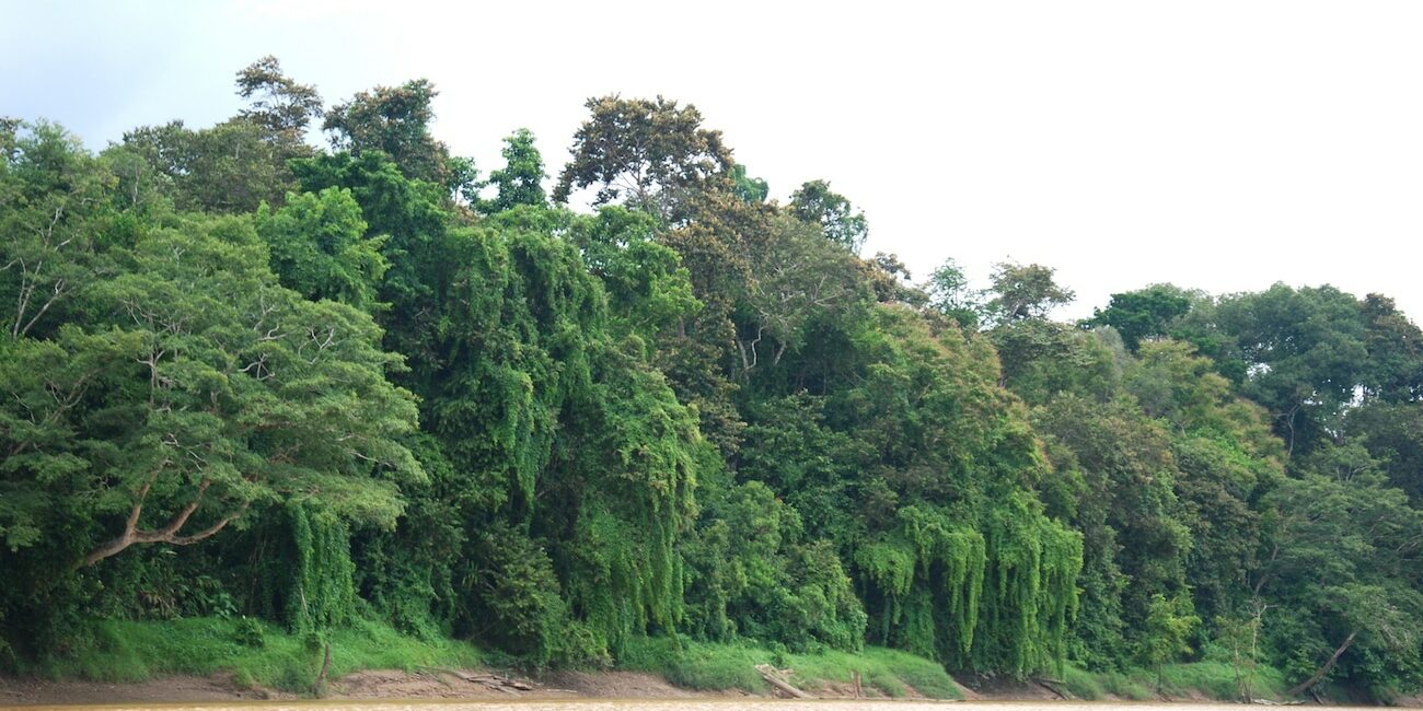 Regenwald Borneo
