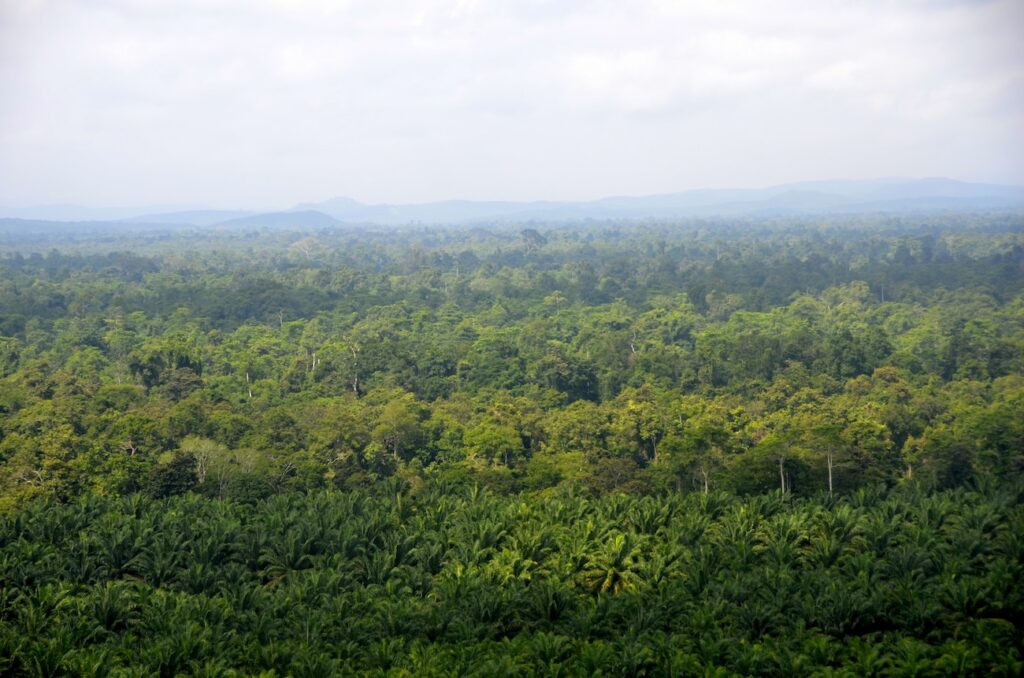 Plantage und Wald Borneo