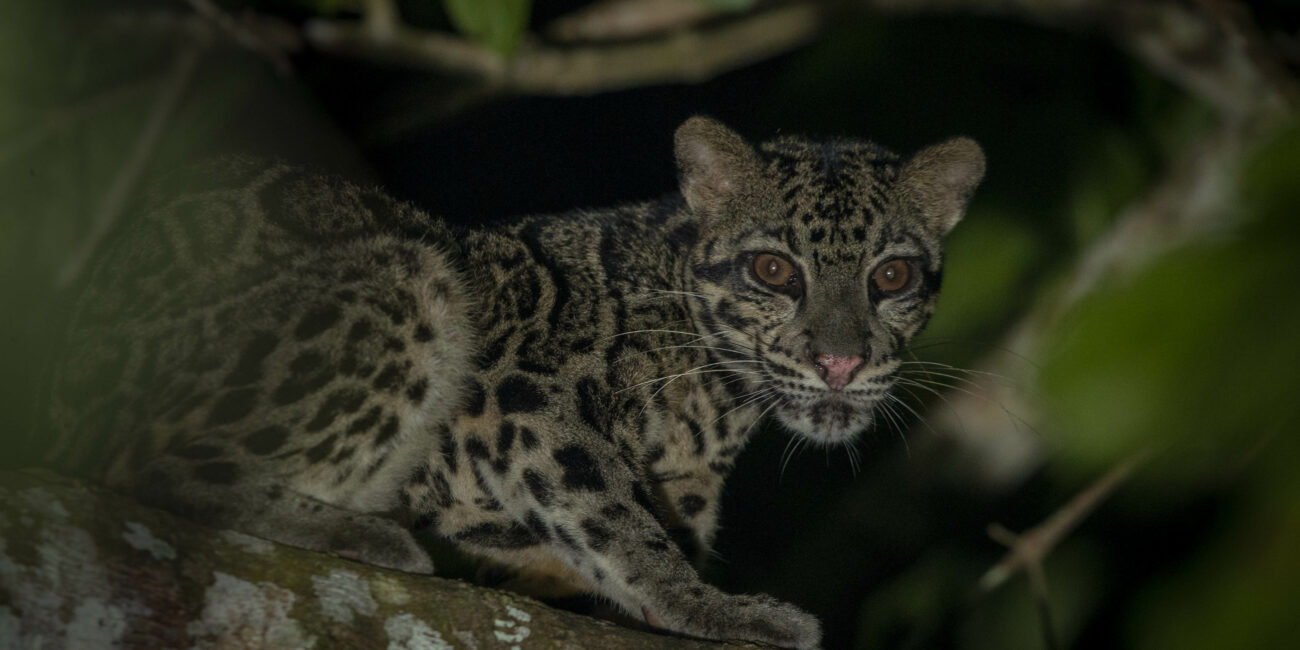 Nebelparder auf Borneo