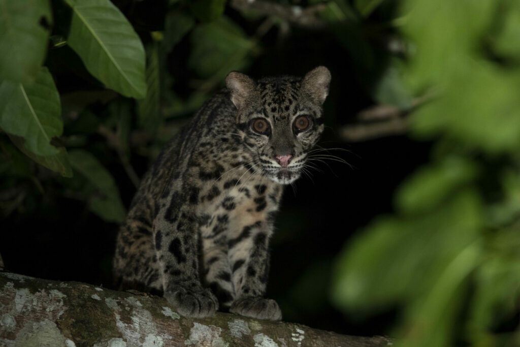 Sunda Nebelparder auf Borneo