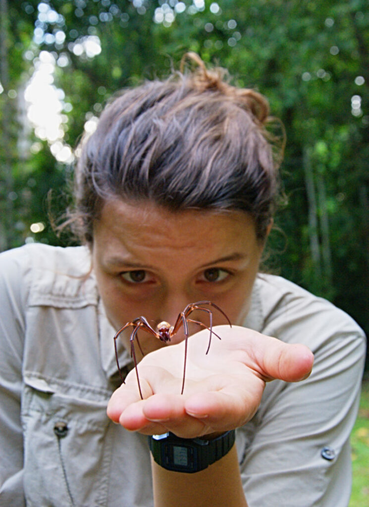 Seidenspinne-Nephila