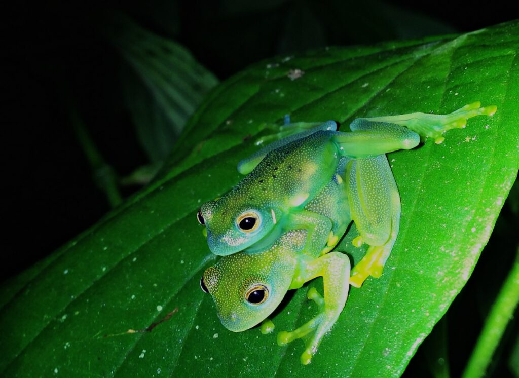 Glasfrosch