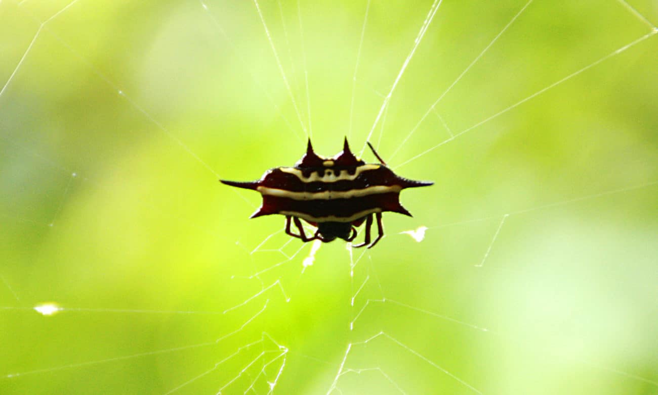 Stachelspinne-Gasteracantha