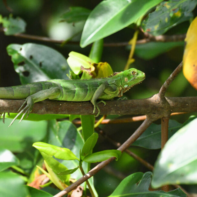 Leguan auf Ast