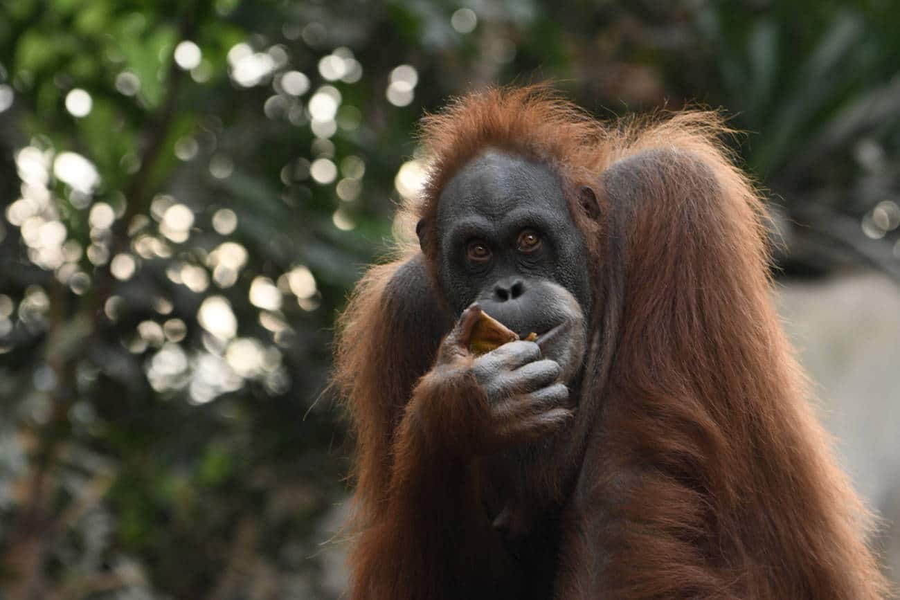 Orang-Utan am Essen