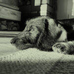 Hund Wilma