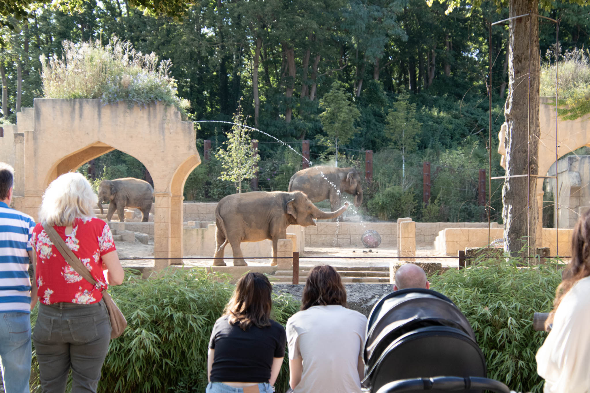 Zoo Elefanten Zoo Elefanten