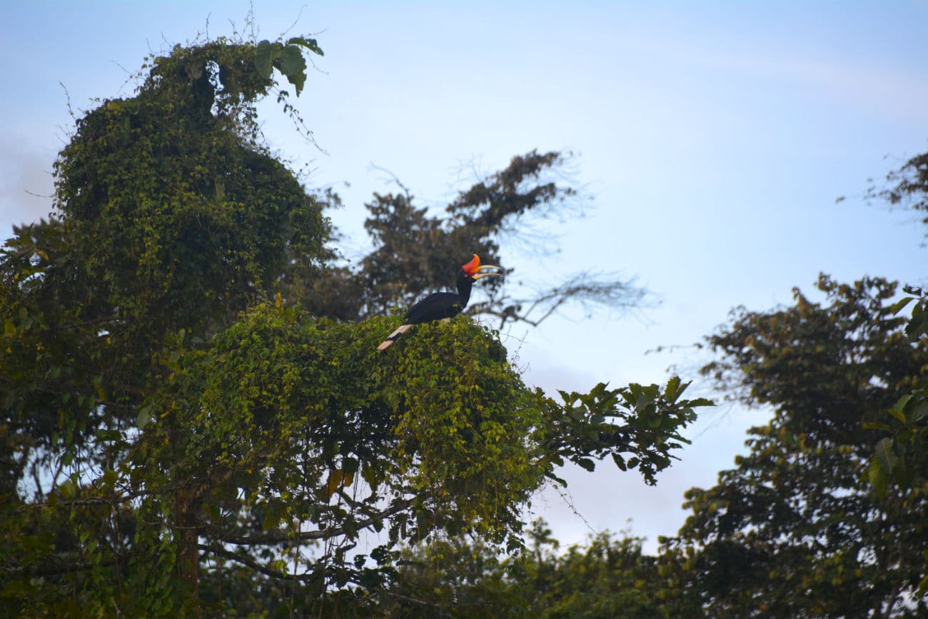 Nashornvogel