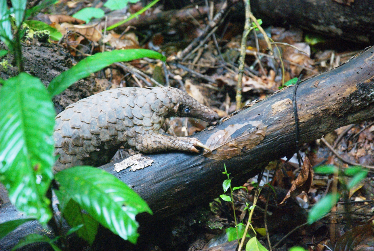 Pangolin