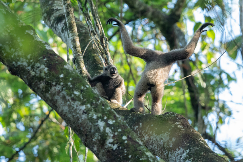 Borneo Gibbon