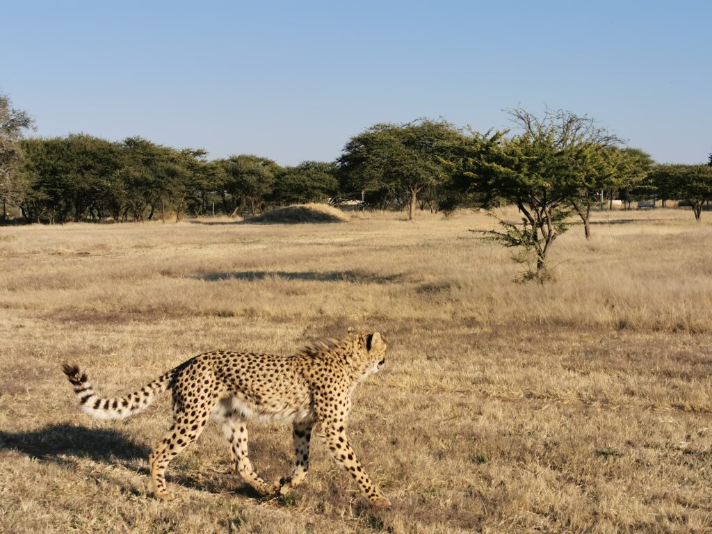 Hanna goes Wild Namibia Cheetah