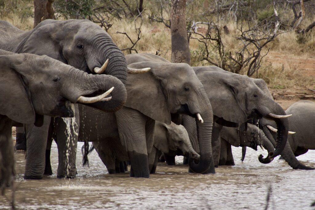 Elefanten Wasser