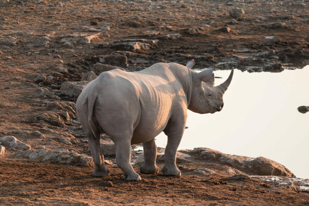 Spitzmaulnashorn am Wasserloch