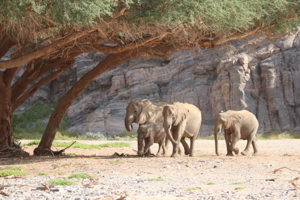 Wüstenelefanten Namibia