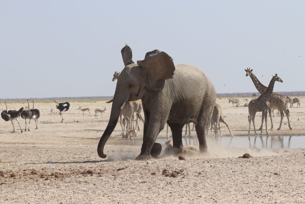 Elefant Etosha; Namibia