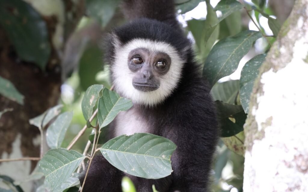 Gibbon Spende