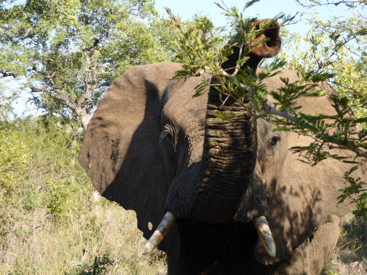 Elefant Rüssel