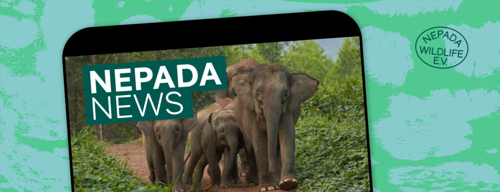 Newsletter Header