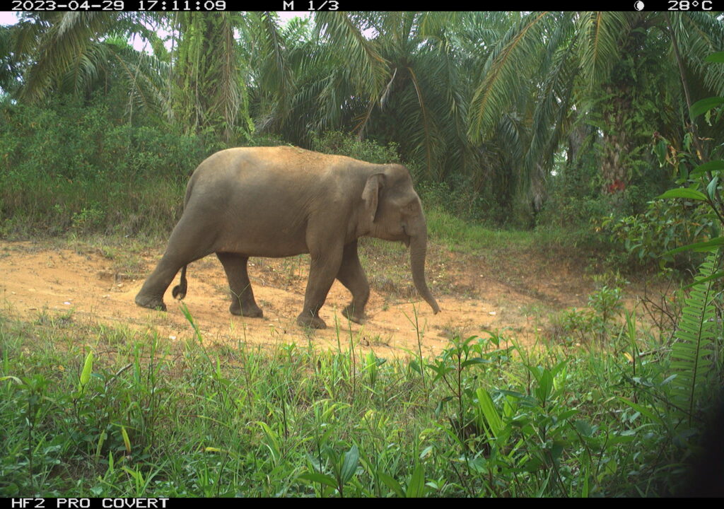 Kamerafalle Borneo Zwergelefant Rhino and Forest Fund e.V. Simon Schley